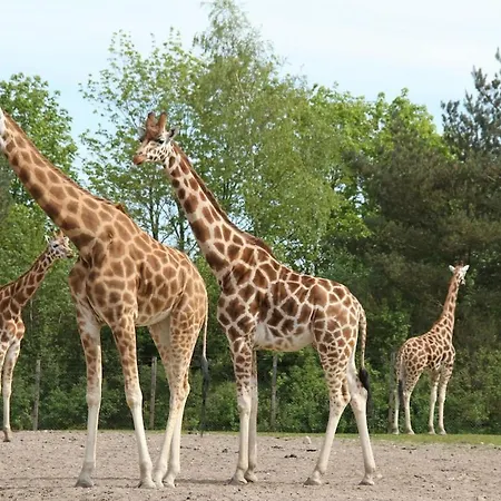 Grosszuegiges Mit Pool & Kamin - Ideal Zwischen Leipzig Und Dresden - Spacious With Pool Near Leipzig & Dresden Villa *