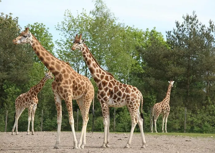 Grosszuegiges Mit Pool & Kamin - Ideal Zwischen Leipzig Und Dresden - Spacious With Pool Near Leipzig & Dresden ヴィラ *